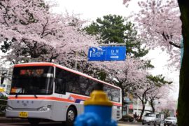 CHERRY BLOSSOM TOUR (7d)