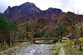 AUTUMN COLOR TOUR (5d)